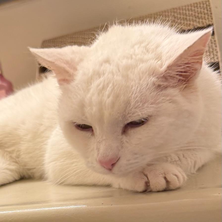 Enlarge Gwendolyn, a Adoptable Domestic Short Hair in Murray, UT image 1/4