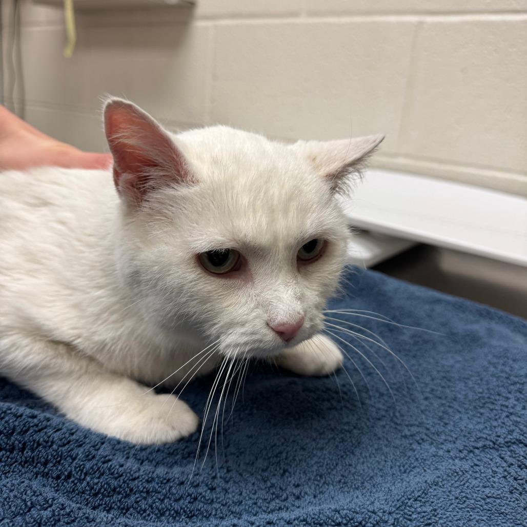 Enlarge Gwendolyn, a Adoptable Domestic Short Hair in Murray, UT image 2/4
