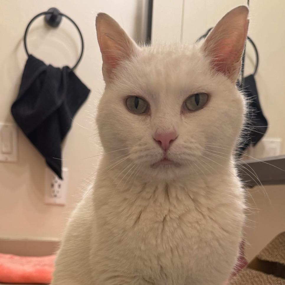 Enlarge Gwendolyn, a Adoptable Domestic Short Hair in Murray, UT image 3/4