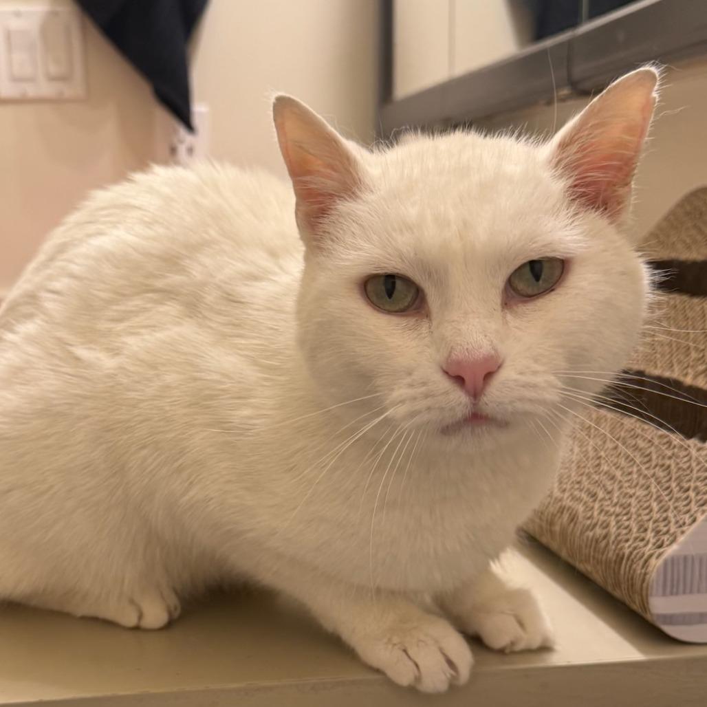 Enlarge Gwendolyn, a Adoptable Domestic Short Hair in Murray, UT image 4/4