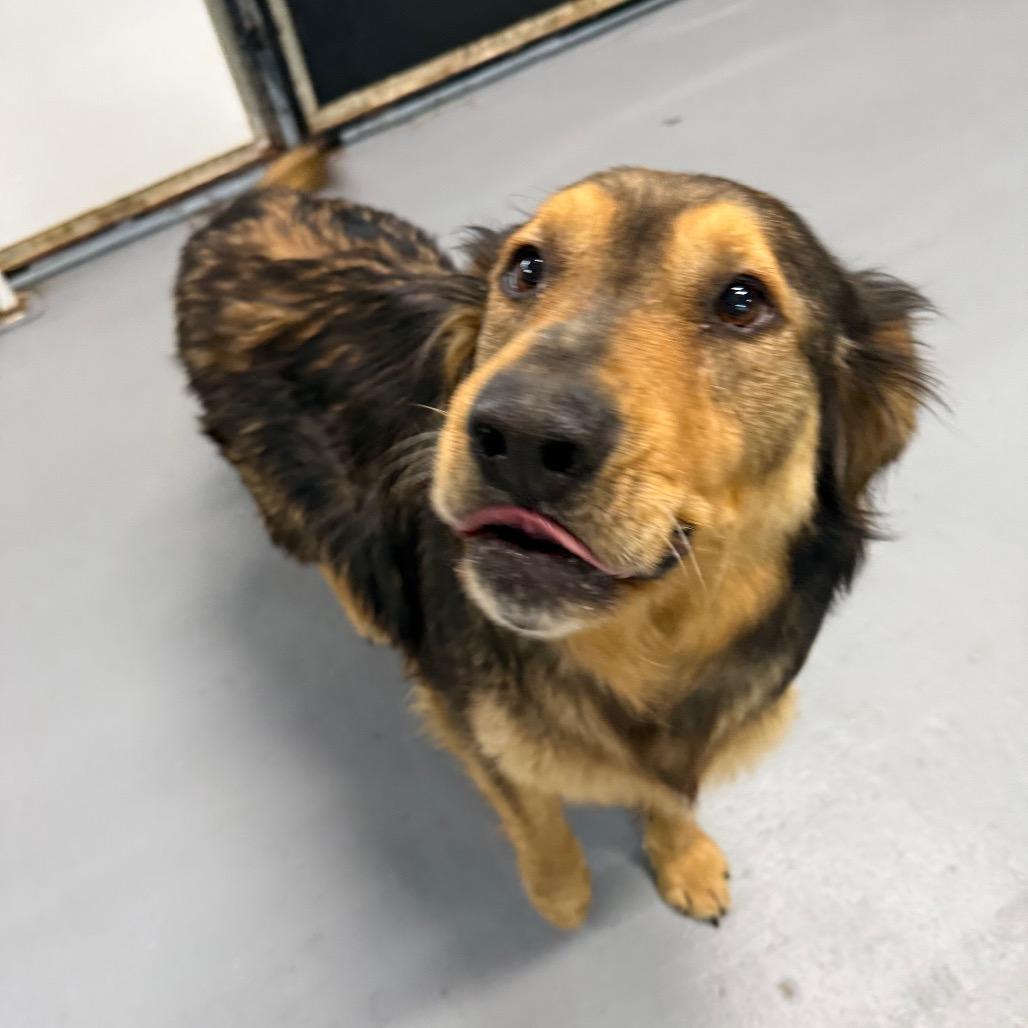 Kacey, a Adoptable mixed breed in Tacoma, WA image 1/4
