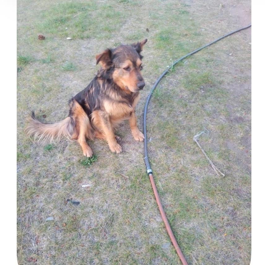 Kacey, a Adoptable mixed breed in Tacoma, WA image 2/4
