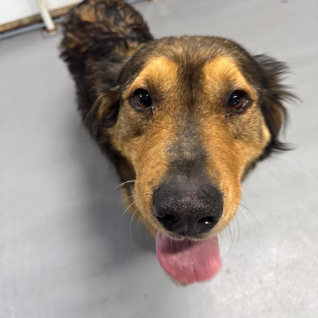 Kacey, a Adoptable mixed breed in Tacoma, WA image 3/4