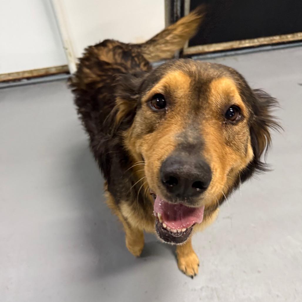 Kacey, a Adoptable mixed breed in Tacoma, WA image 4/4