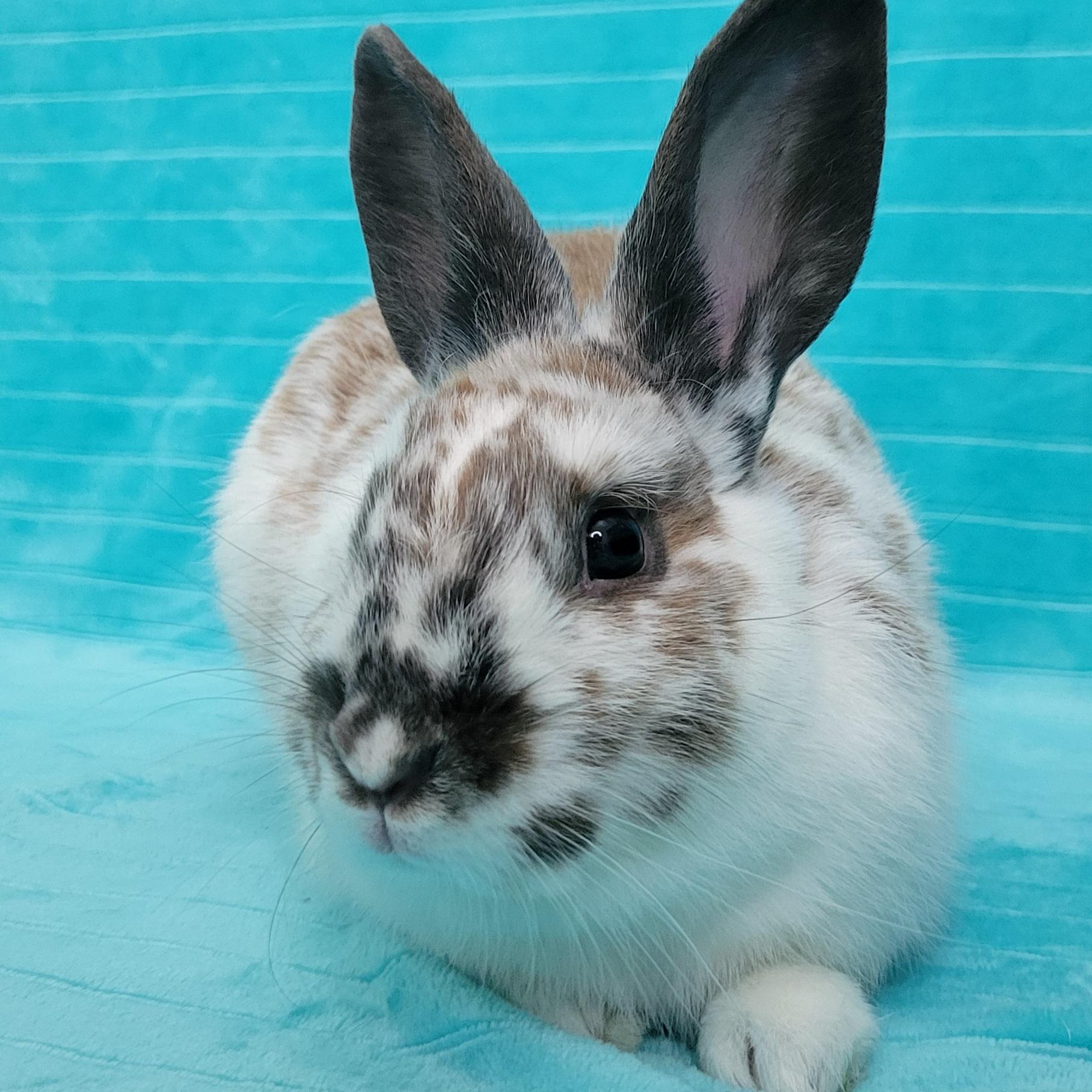 Enlarge Mica, a Adopted mixed breed in Pittsburgh, PA image 2/6