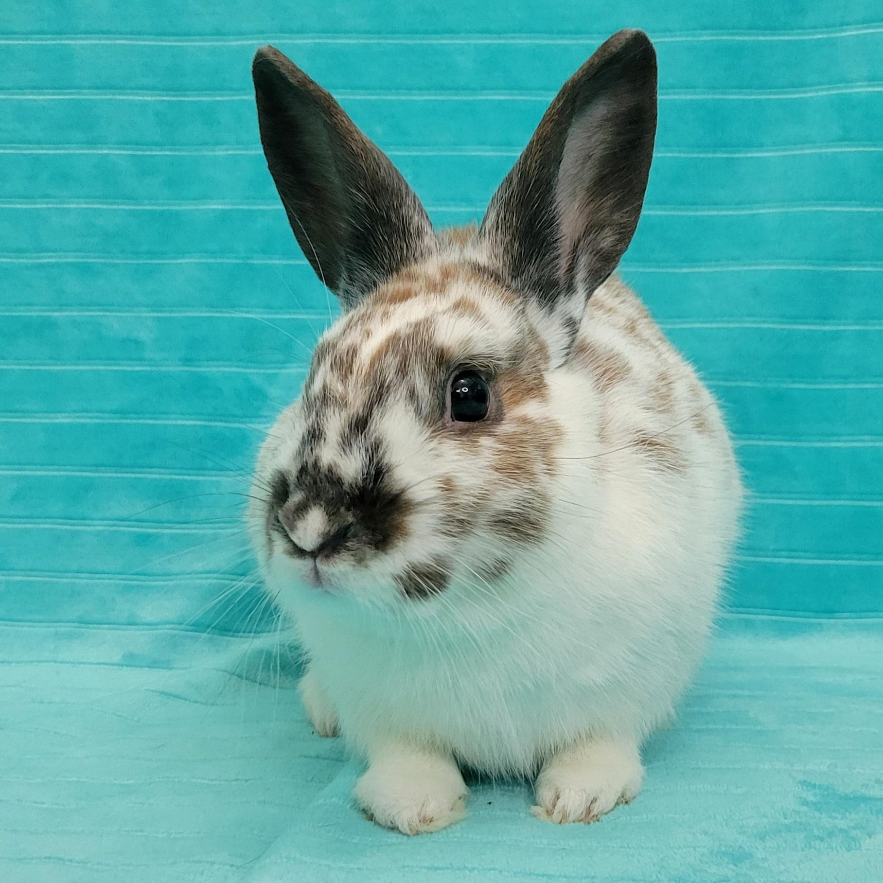 Enlarge Mica, a Adopted mixed breed in Pittsburgh, PA image 4/6