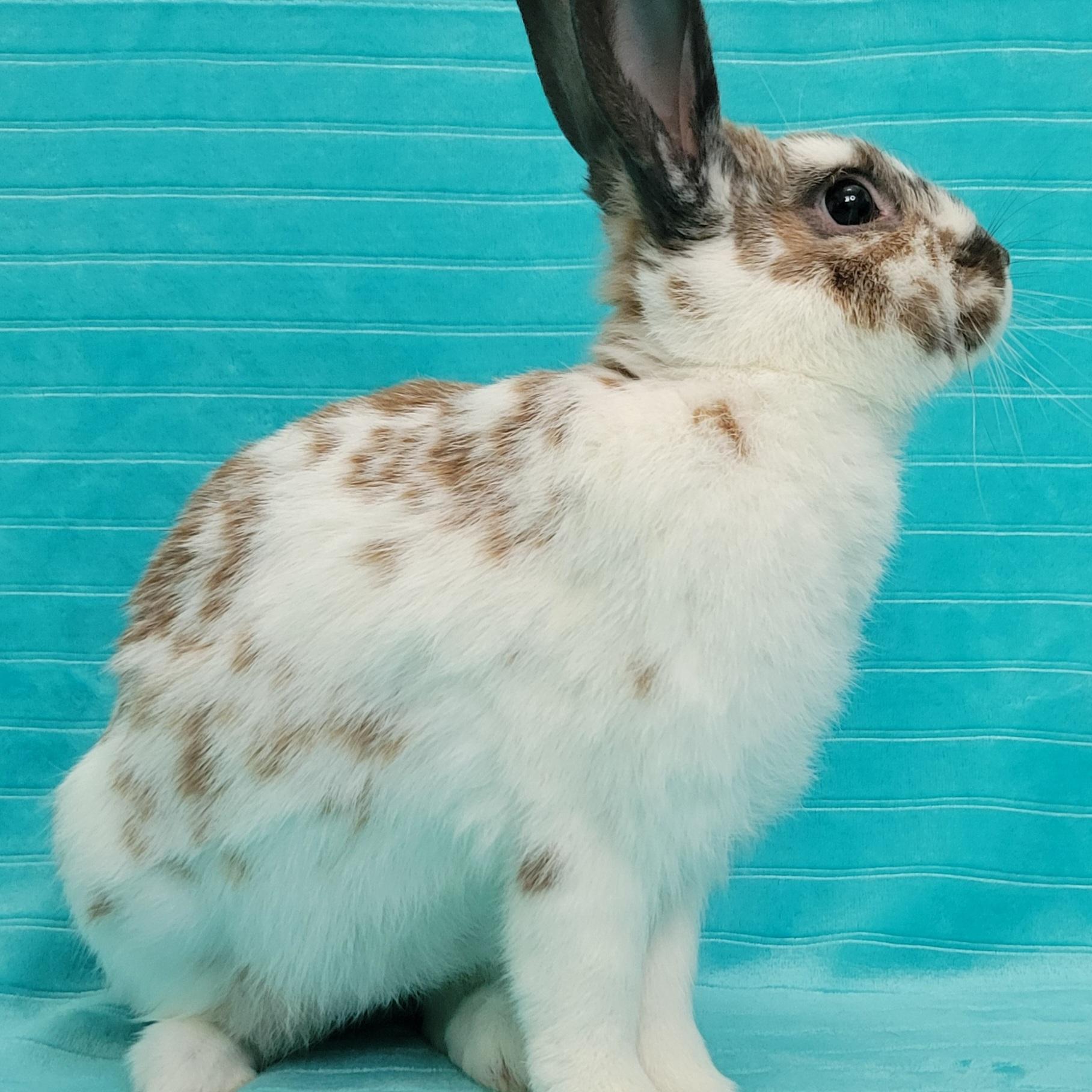 Enlarge Mica, a Adopted mixed breed in Pittsburgh, PA image 5/6