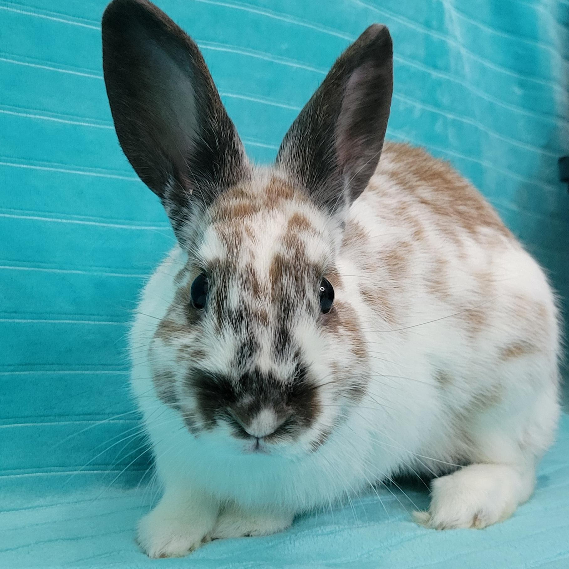 Enlarge Mica, a Adopted mixed breed in Pittsburgh, PA image 6/6