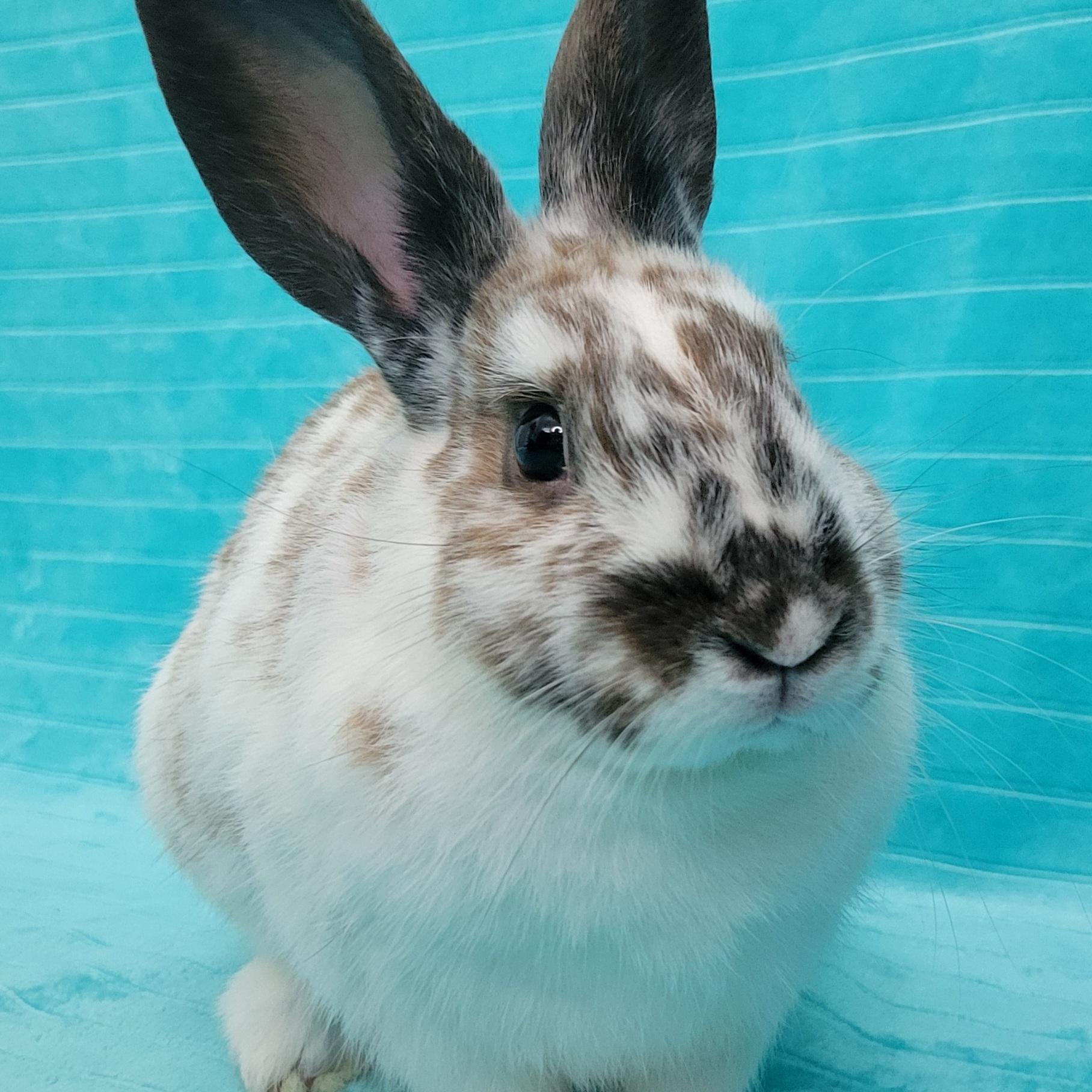 Mica, Adopted, Young Male English Spot.