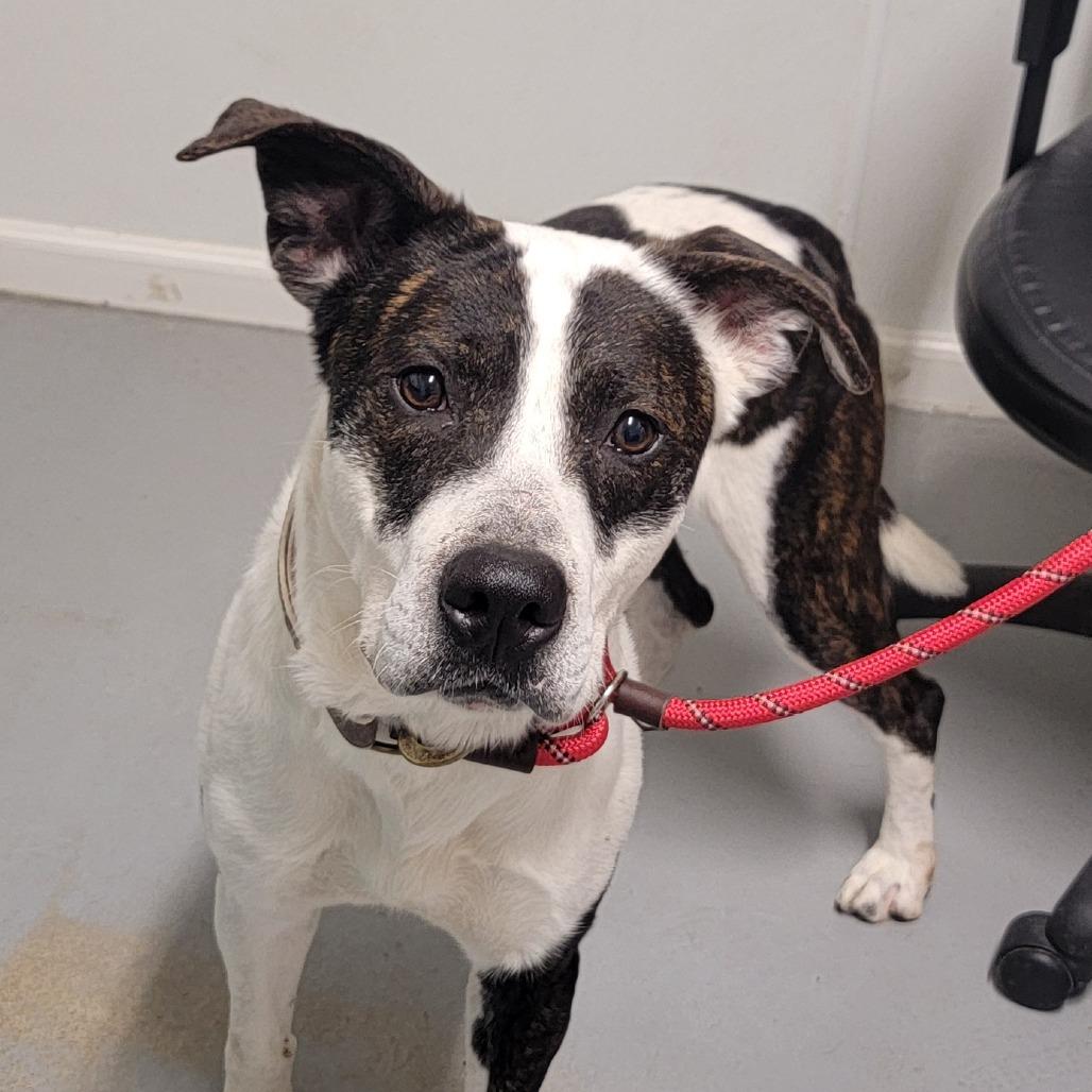 Mitchell, Adoptable, Adult Male Mixed Breed.