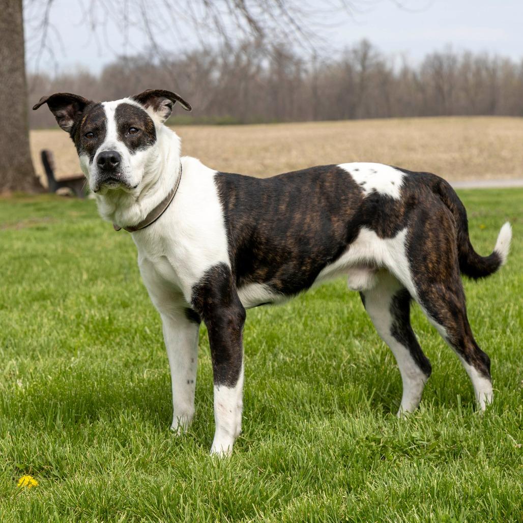 Enlarge Mitchell, a Adoptable Mixed Breed in Troy, IL image 2/4