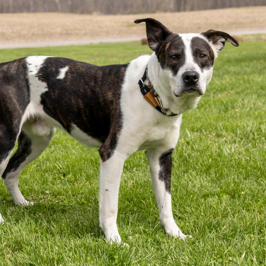 Enlarge Mitchell, a Adoptable Mixed Breed in Troy, IL image 3/4