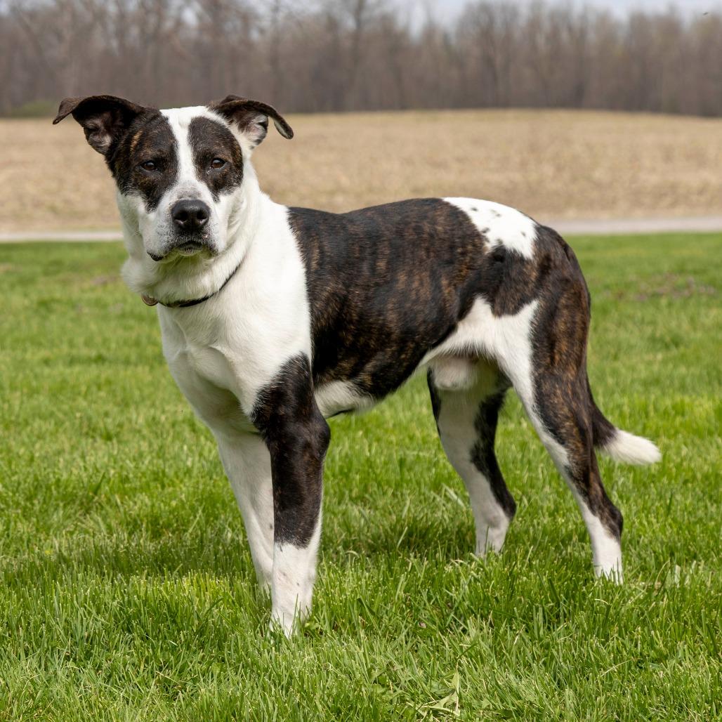 Enlarge Mitchell, a Adoptable Mixed Breed in Troy, IL image 4/4