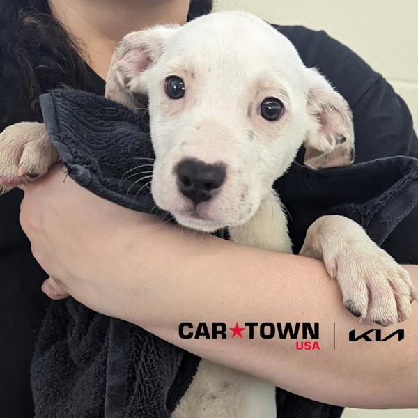 Toby — thumbnail 3