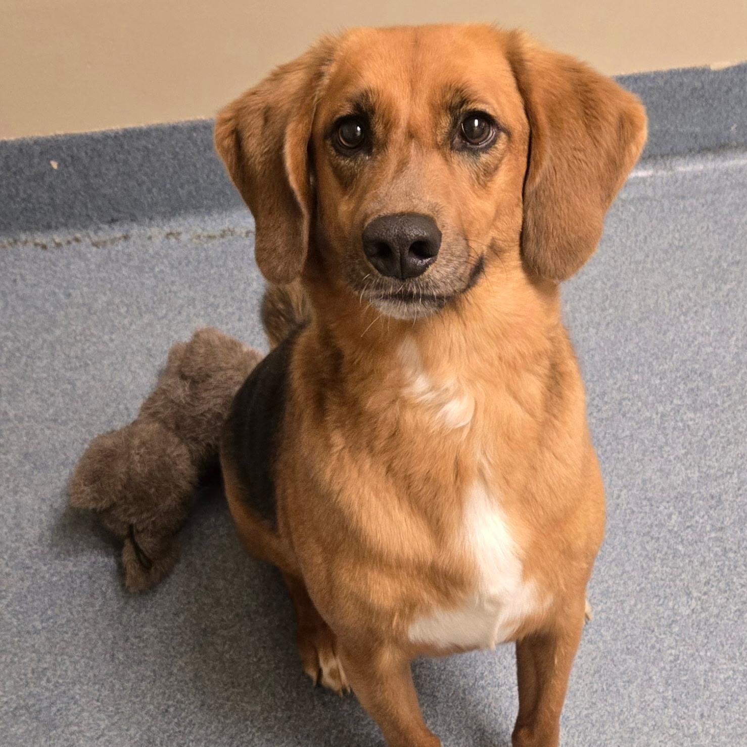 Honey, a ADOPTABLE mixed breed in Suffolk, VA image 1/2