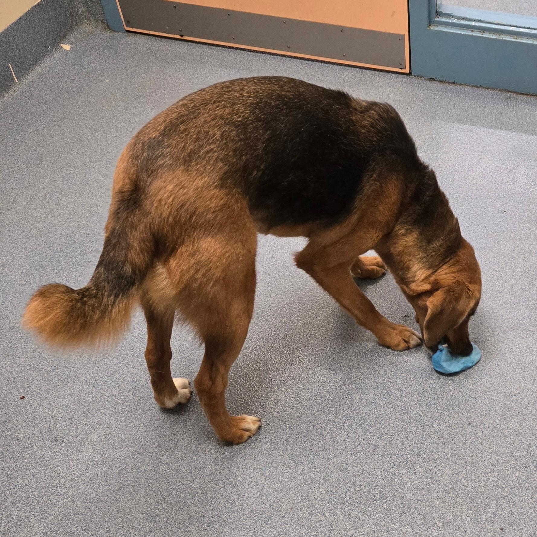 Honey, a ADOPTABLE mixed breed in Suffolk, VA image 2/2