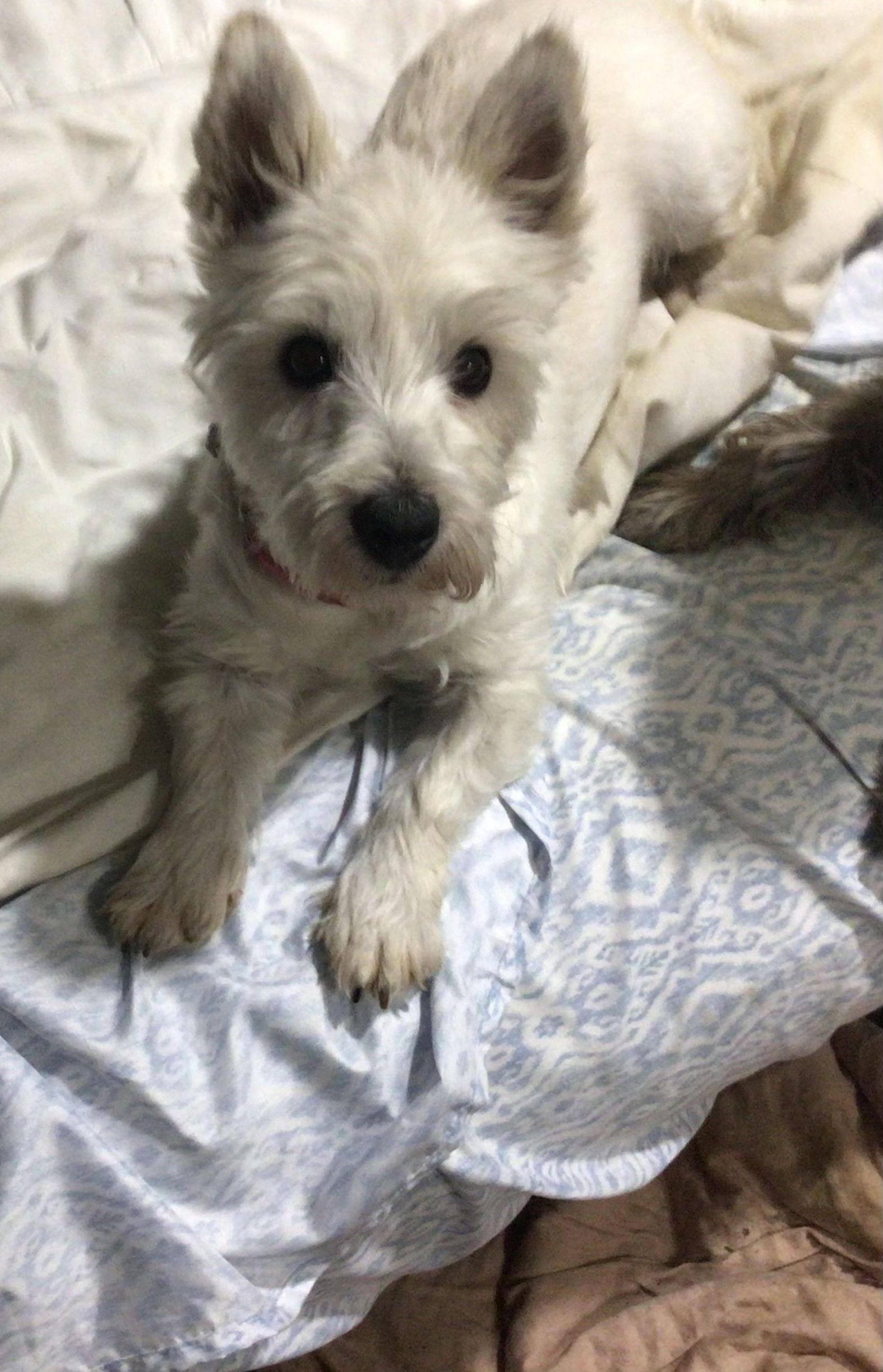 WREN, Adopted, Adult Female West Highland White Terrier / Westie.