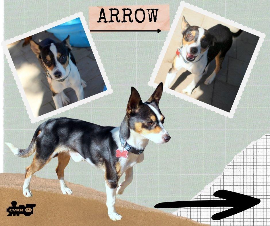 Arrow, Adoptable, Adult Male Rat Terrier.