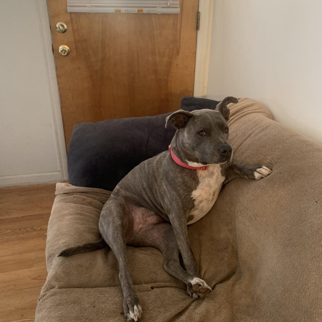 Piper, Adoptable, Adult Female English Bulldog.