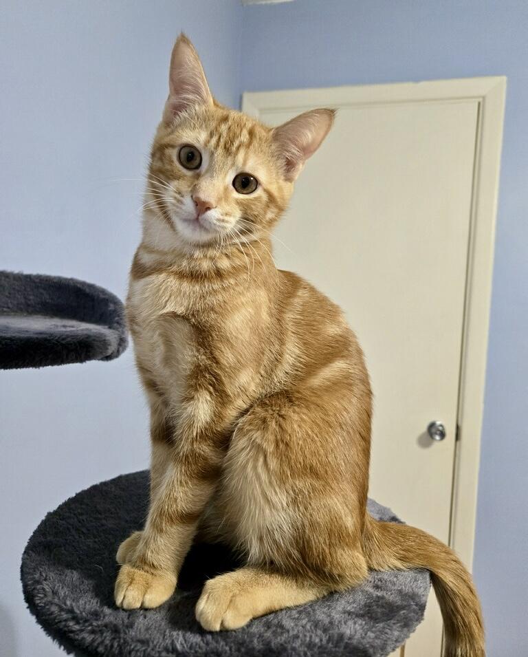 Pimento, a Adoptable Domestic Short Hair in Tallahassee, FL image 1/6