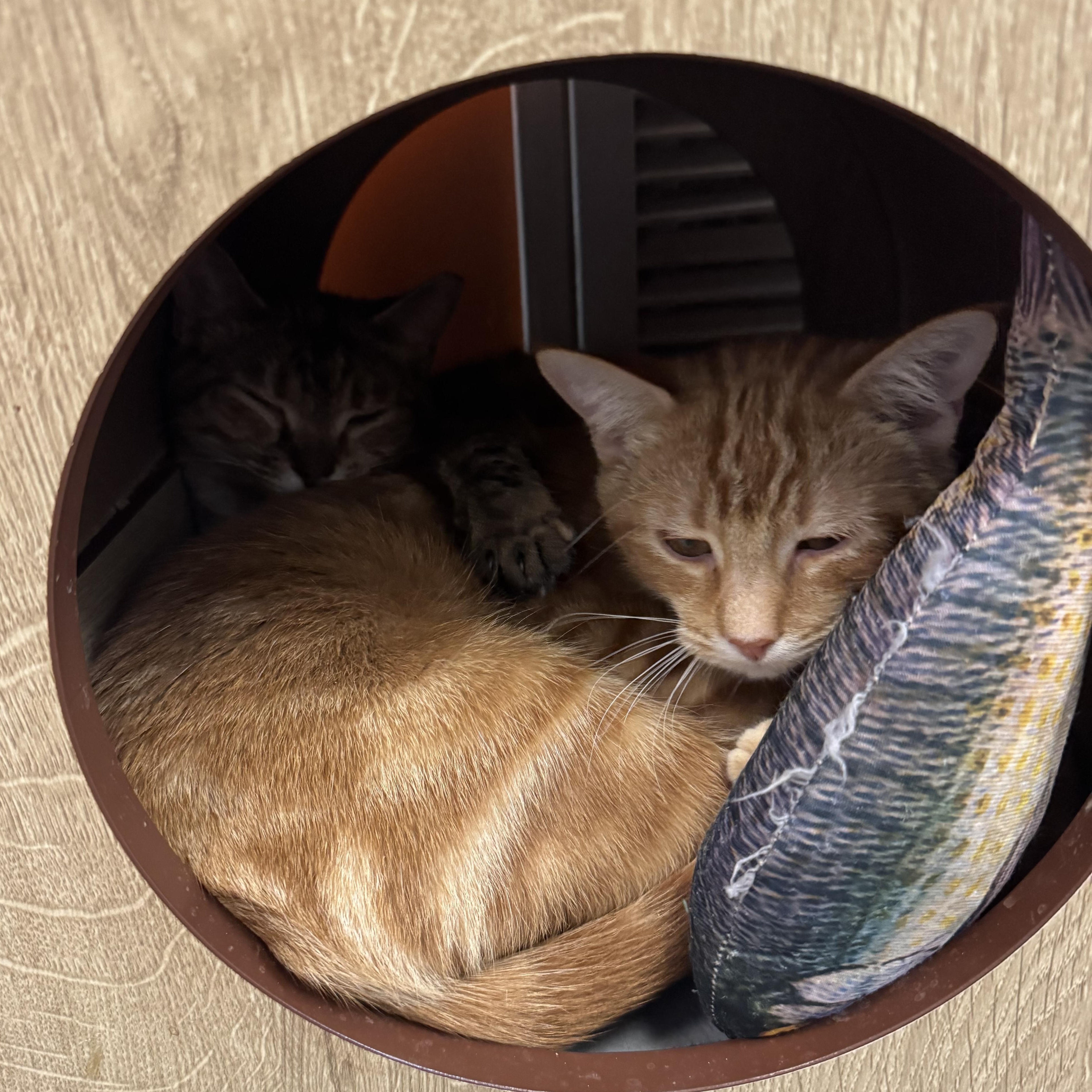 Pimento, an adopted Domestic Short Hair in Tallahassee, FL image 1/6