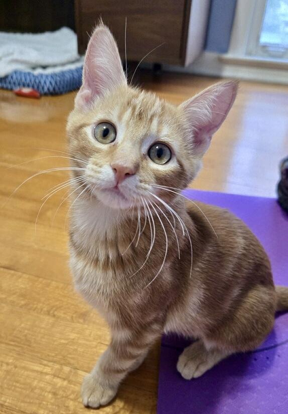 Pimento, a Adoptable Domestic Short Hair in Tallahassee, FL image 2/6