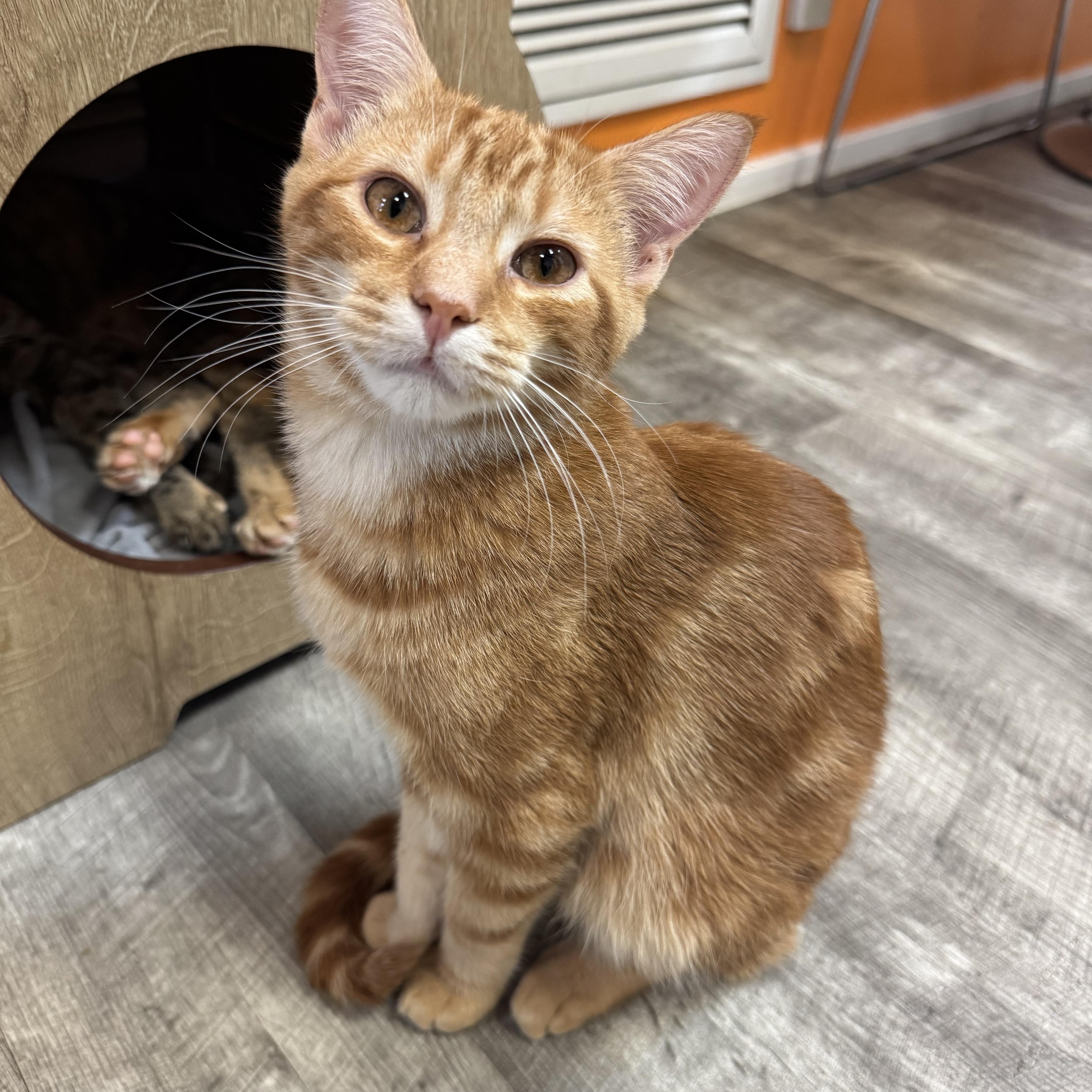 Pimento, an adopted Domestic Short Hair in Tallahassee, FL image 2/6