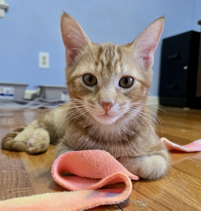 Pimento, a Adoptable Domestic Short Hair in Tallahassee, FL image 4/6