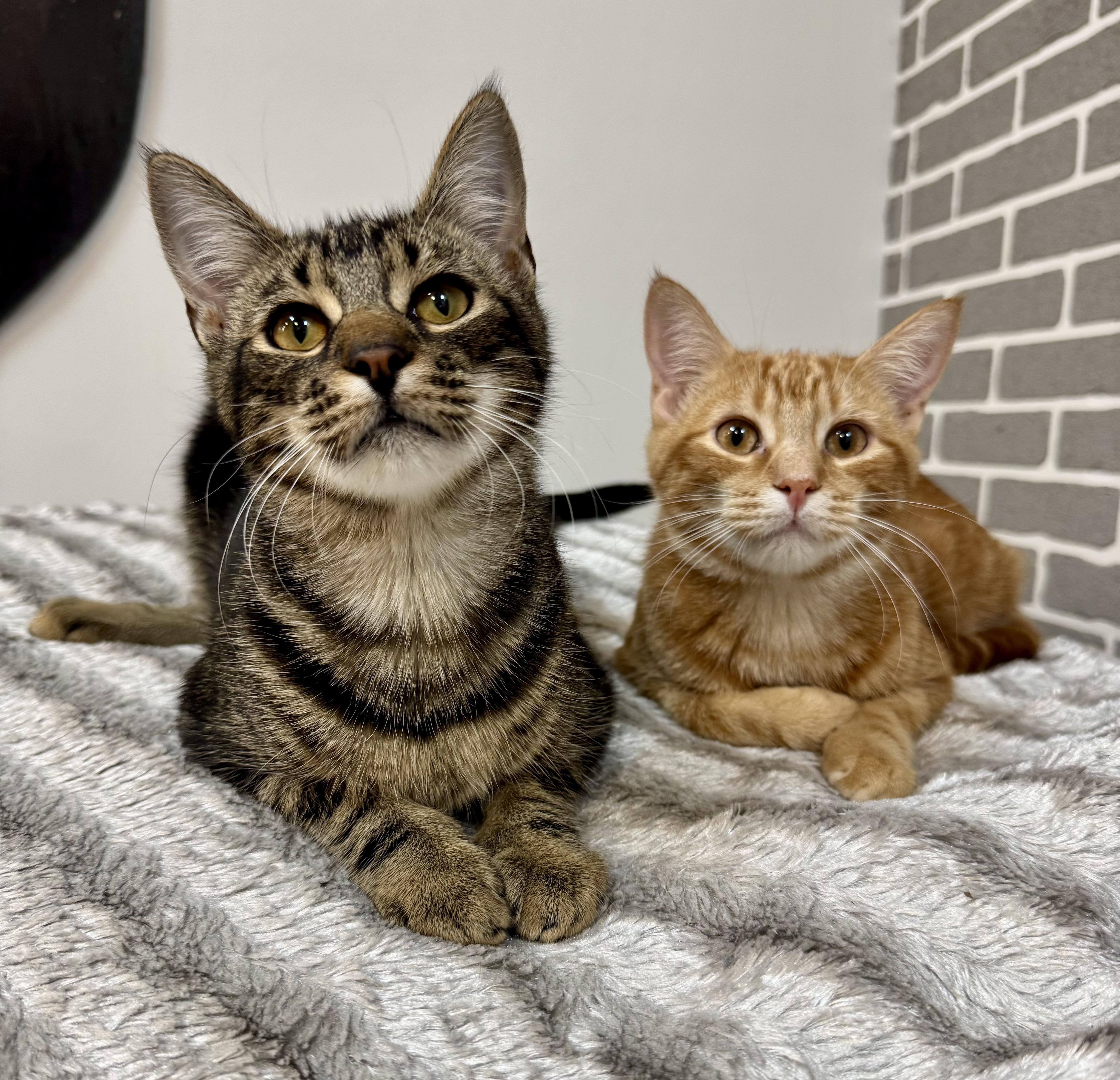 Pimento, an adopted Domestic Short Hair in Tallahassee, FL image 3/6