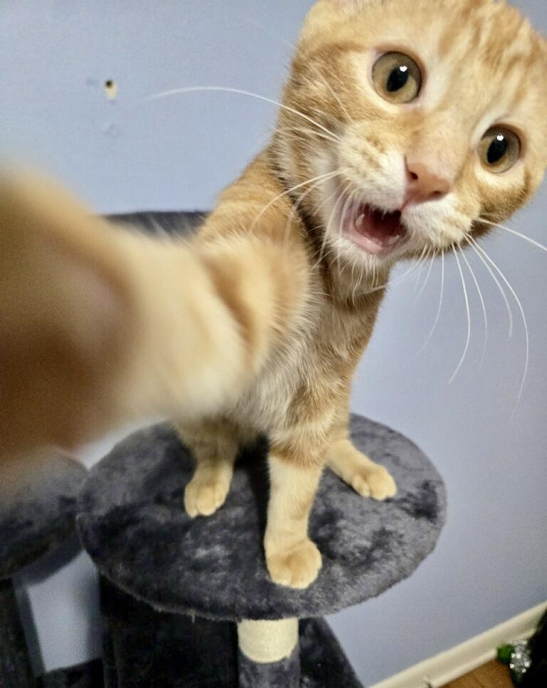 Pimento, a Adoptable Domestic Short Hair in Tallahassee, FL image 3/6