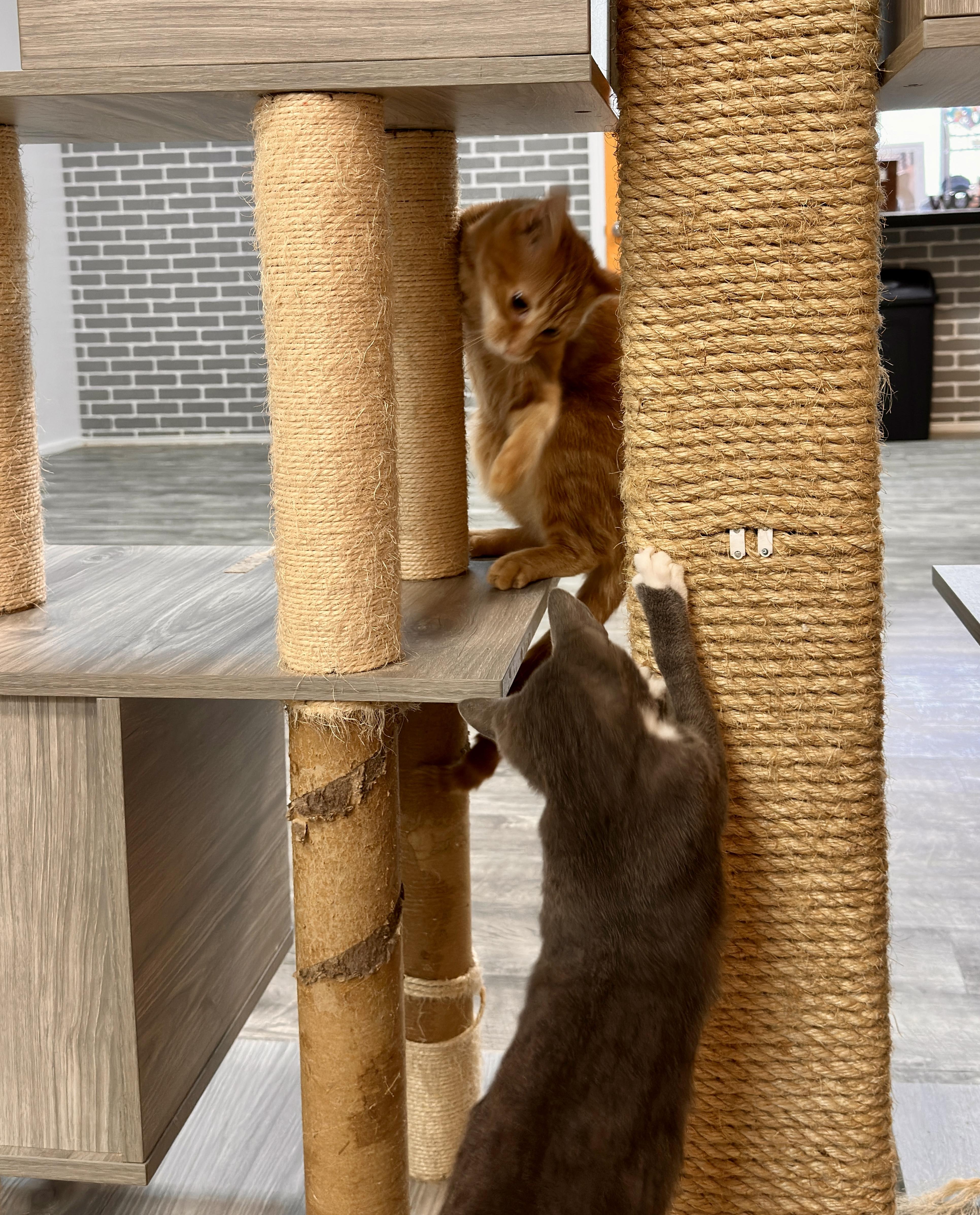 Pimento, an adopted Domestic Short Hair in Tallahassee, FL image 4/6