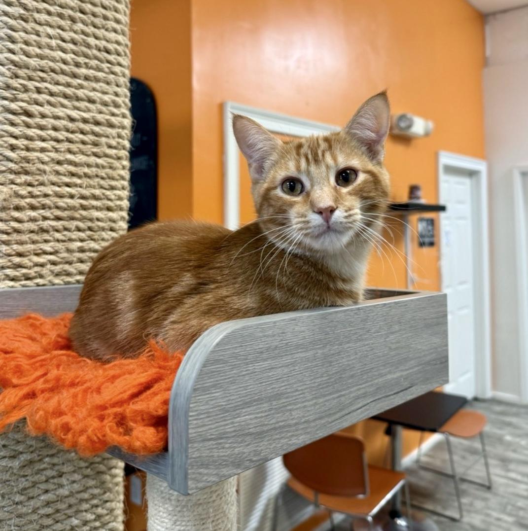 Pimento, an adopted Domestic Short Hair in Tallahassee, FL image 5/6