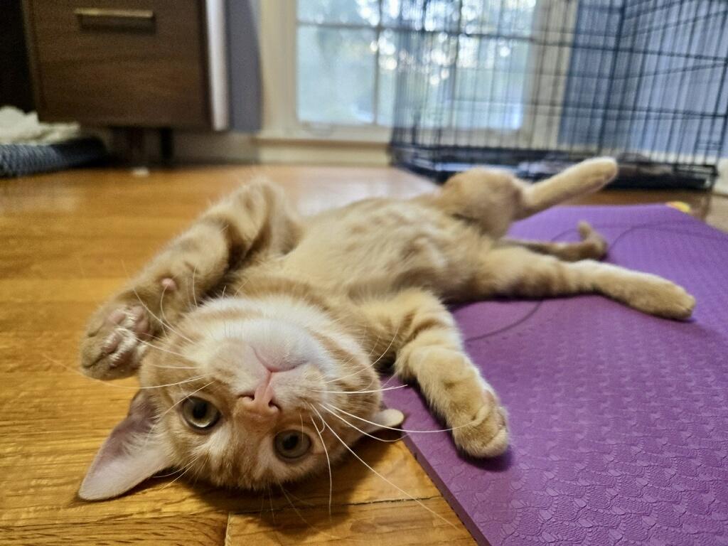 Pimento, a Adoptable Domestic Short Hair in Tallahassee, FL image 5/6