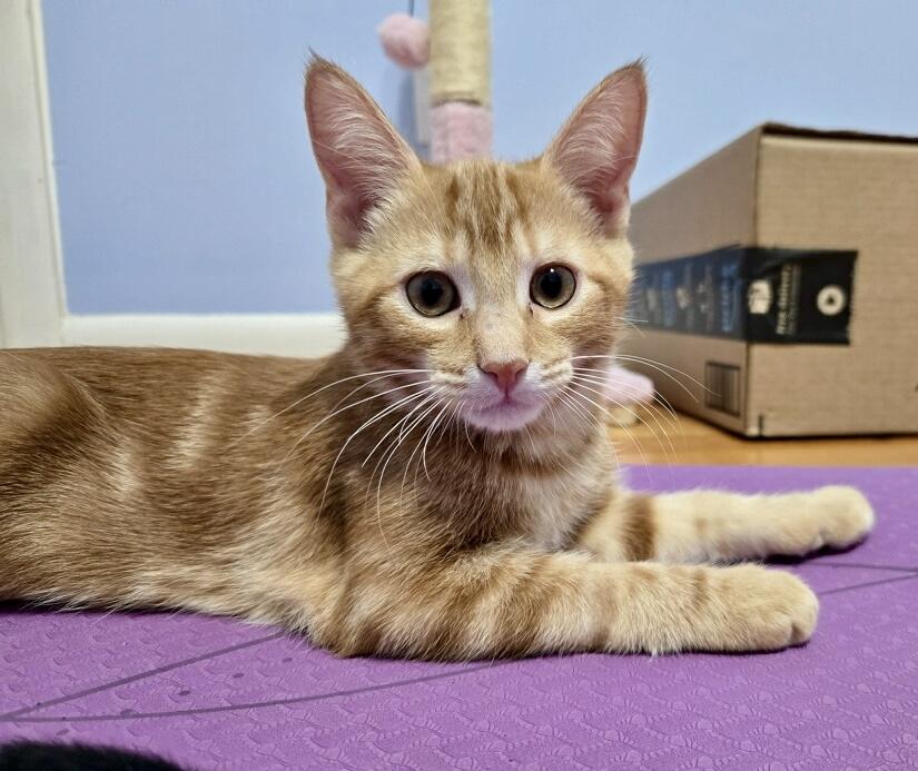 Pimento, a Adoptable Domestic Short Hair in Tallahassee, FL image 6/6