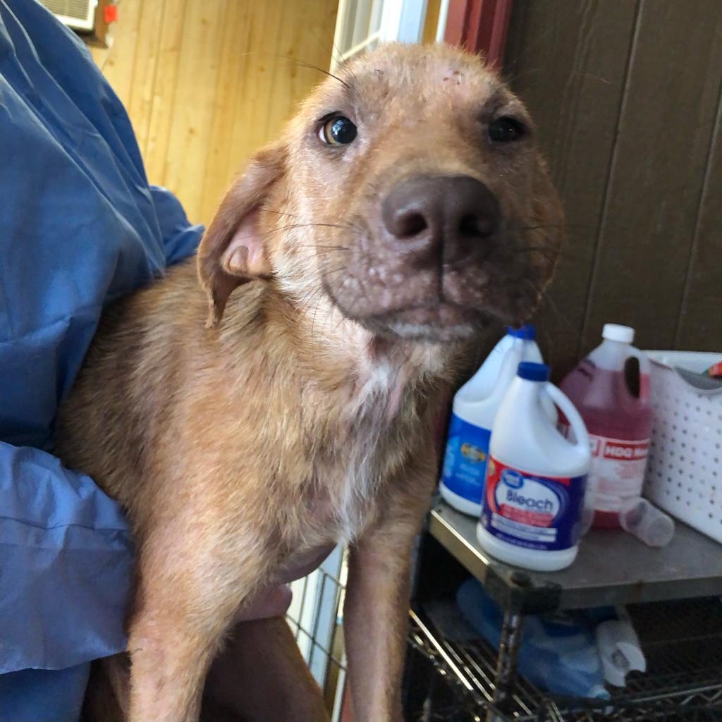 Enlarge Millie, a Adoptable Mixed Breed in Laurel, MS image 1/4