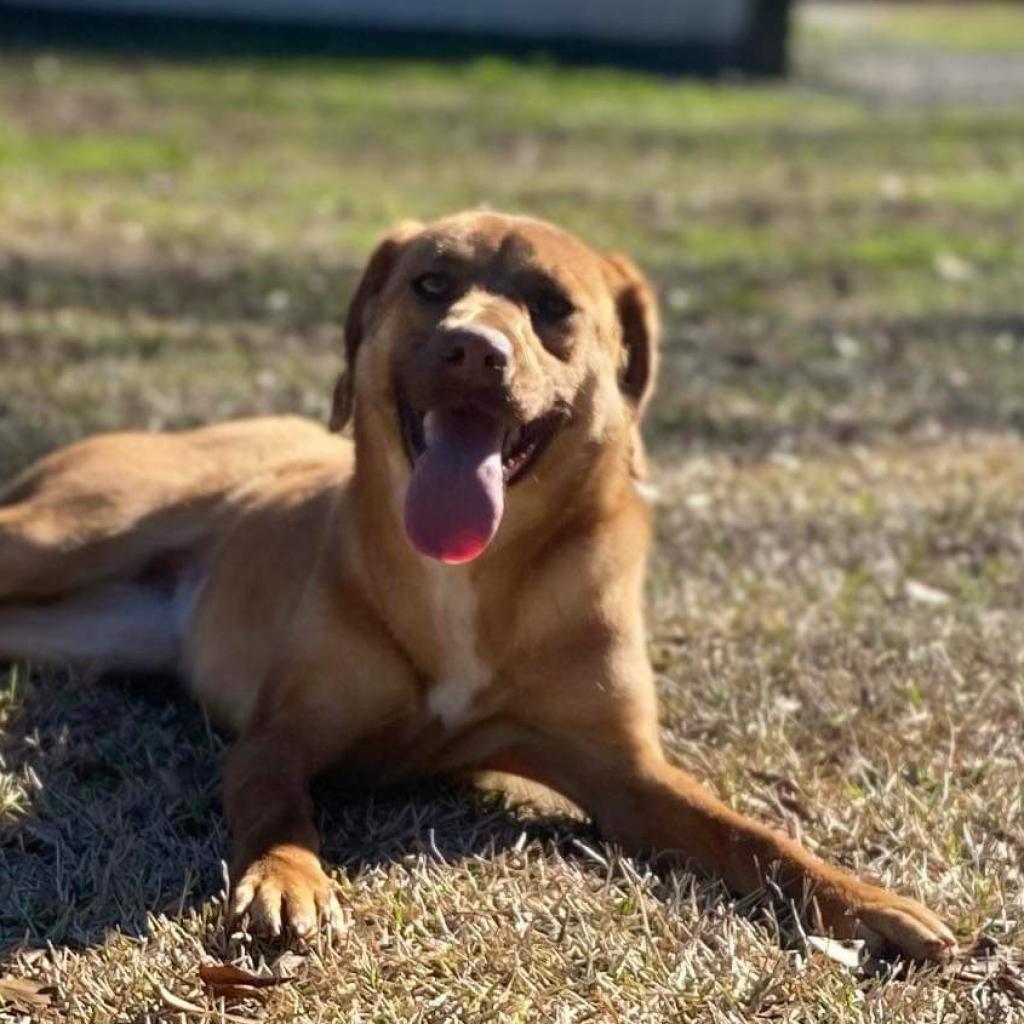 Enlarge Millie, a Adoptable Mixed Breed in Laurel, MS image 2/4