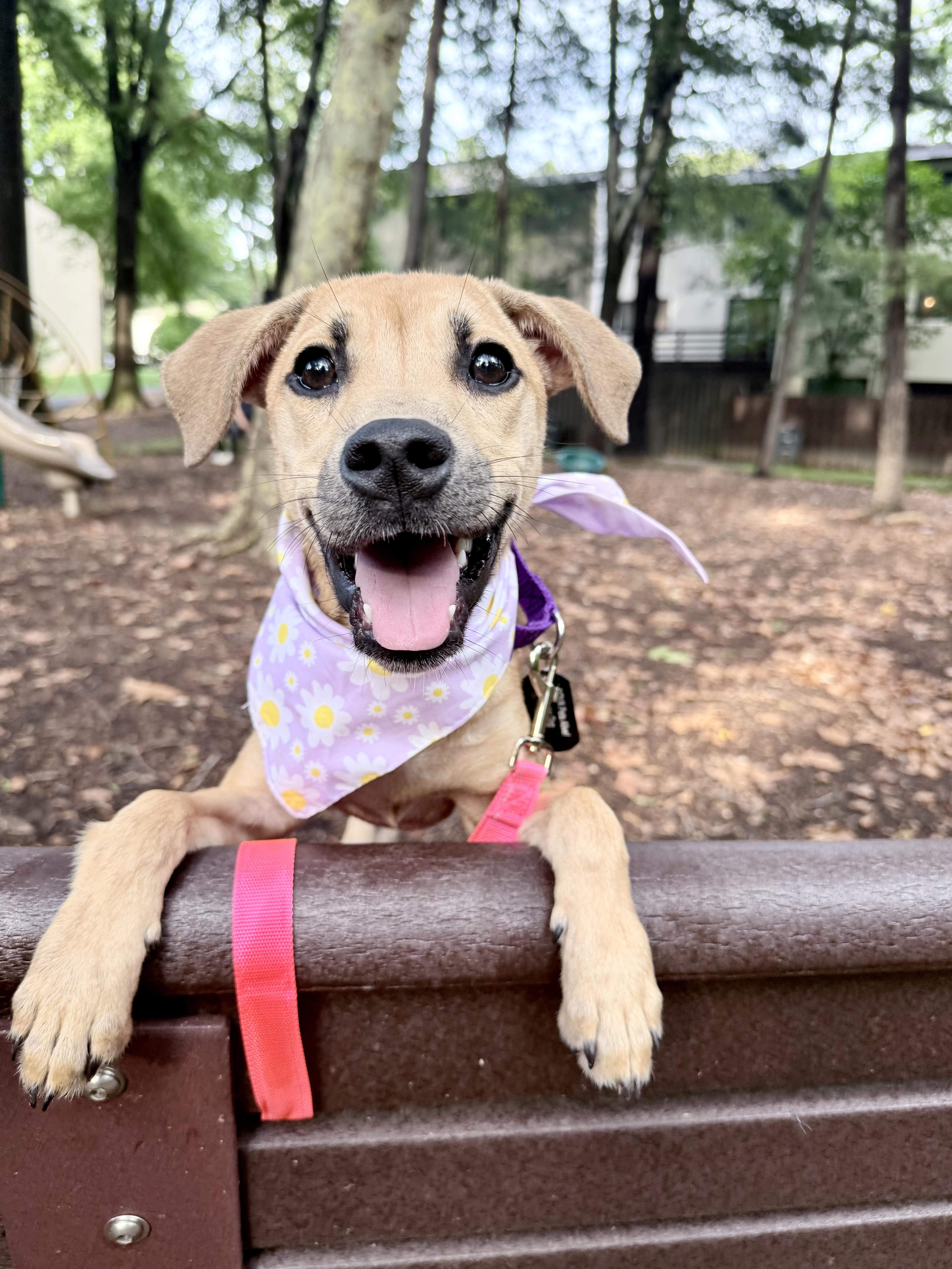 Enlarge Tink, a ADOPTABLE mixed breed in Fairfax, VA image 1/5