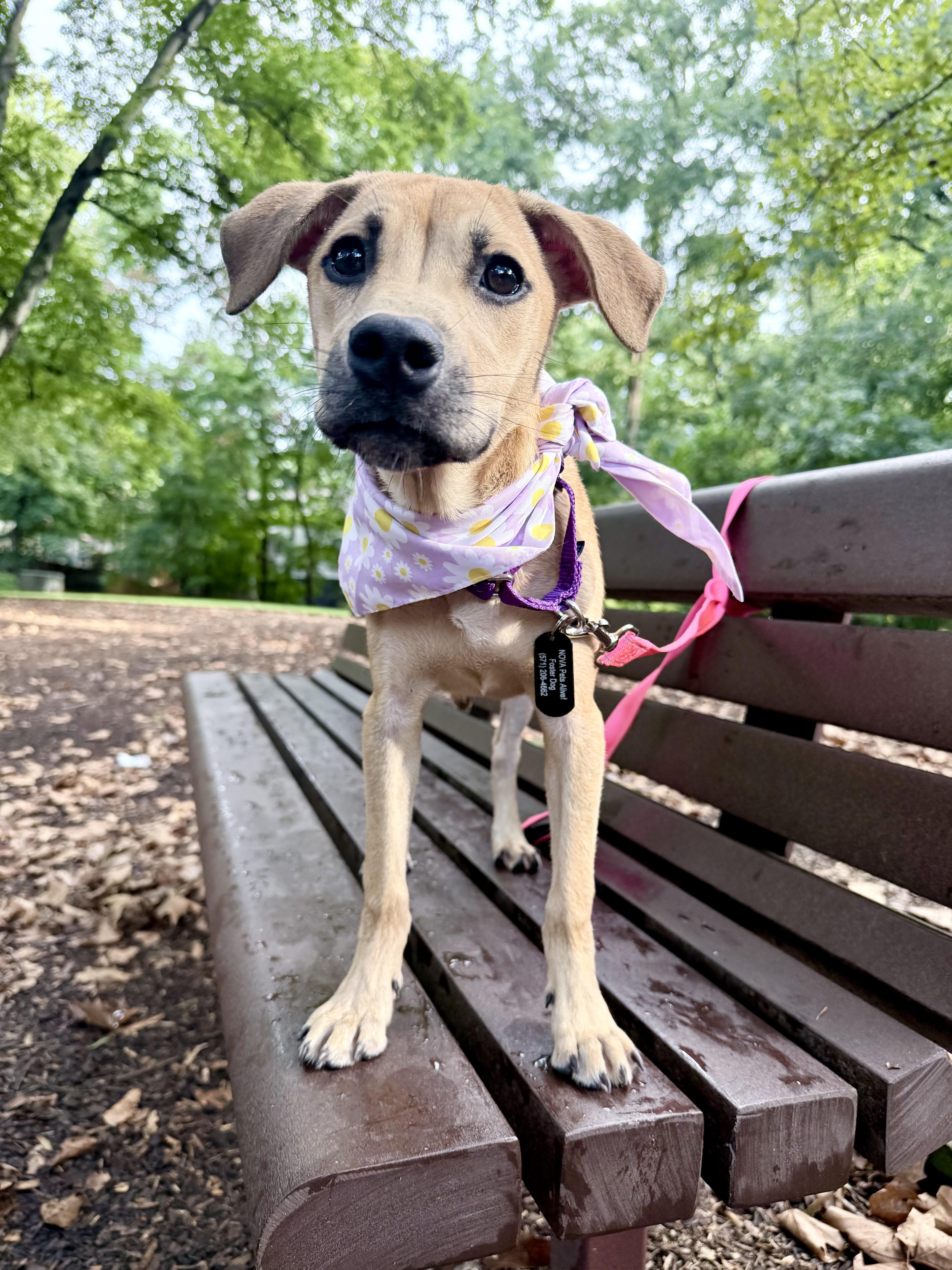 Enlarge Tink, a ADOPTABLE mixed breed in Fairfax, VA image 2/5