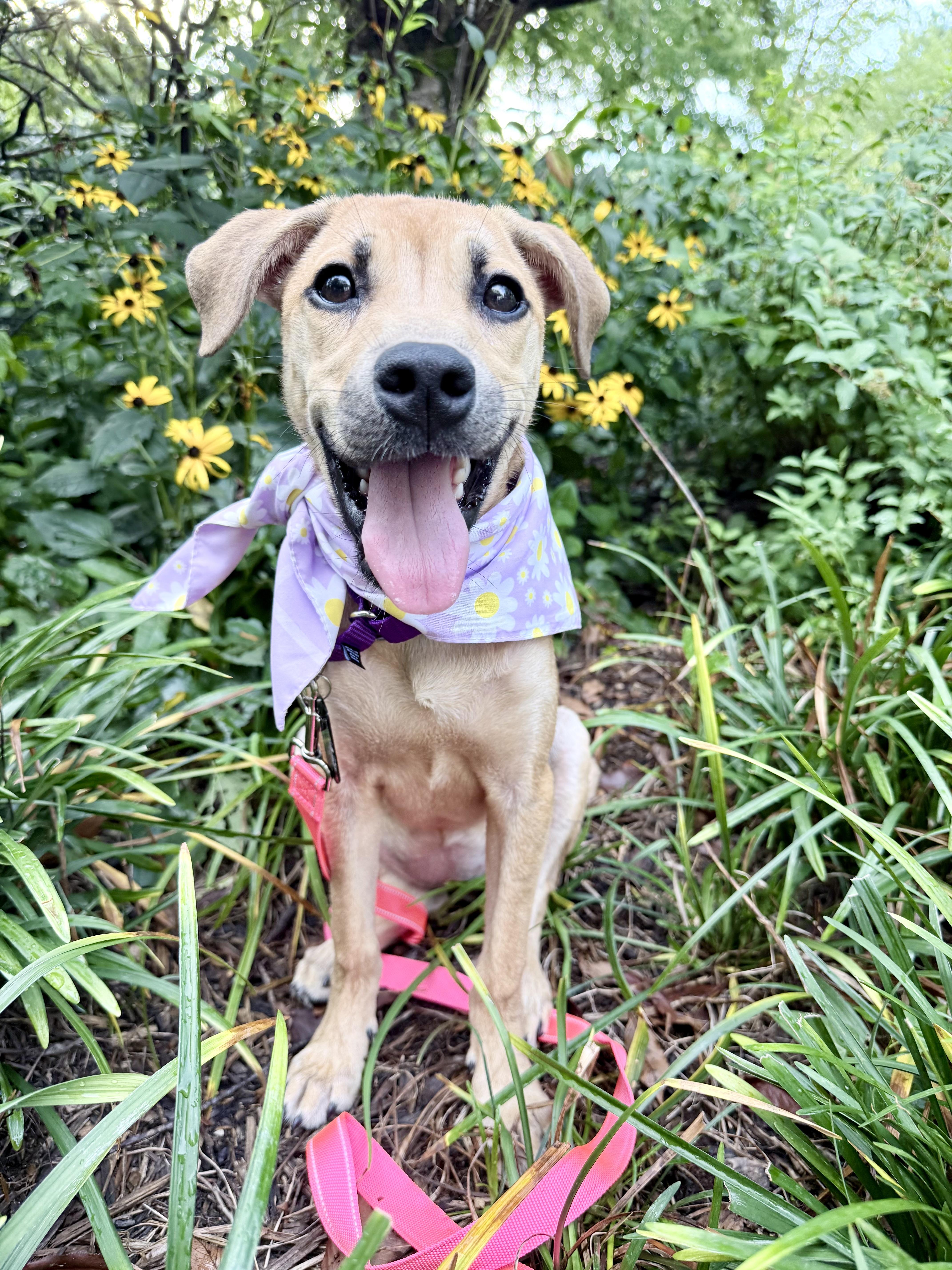 Enlarge Tink, a ADOPTABLE mixed breed in Fairfax, VA image 3/5