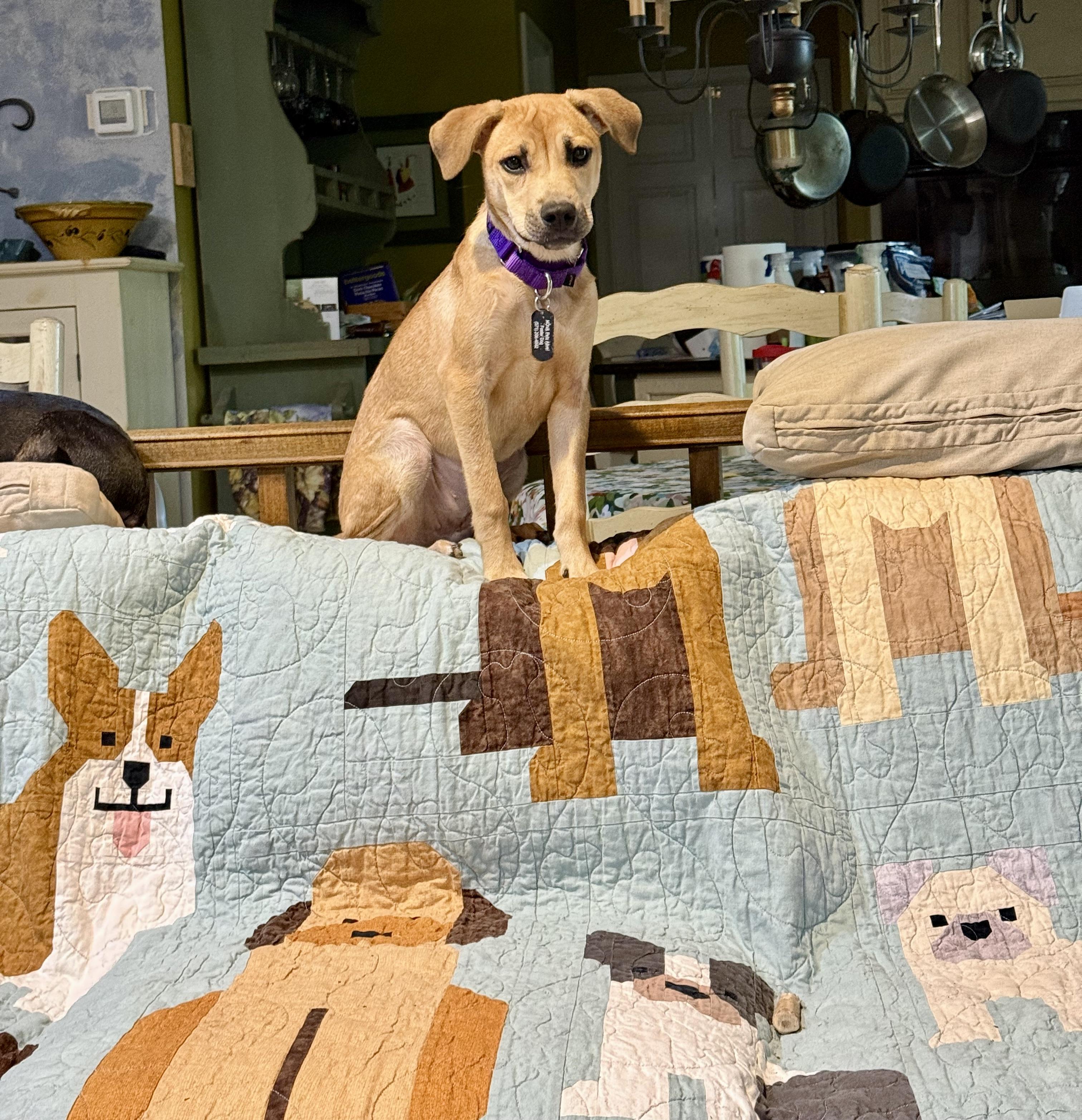 Enlarge Tink, a ADOPTABLE mixed breed in Fairfax, VA image 4/5