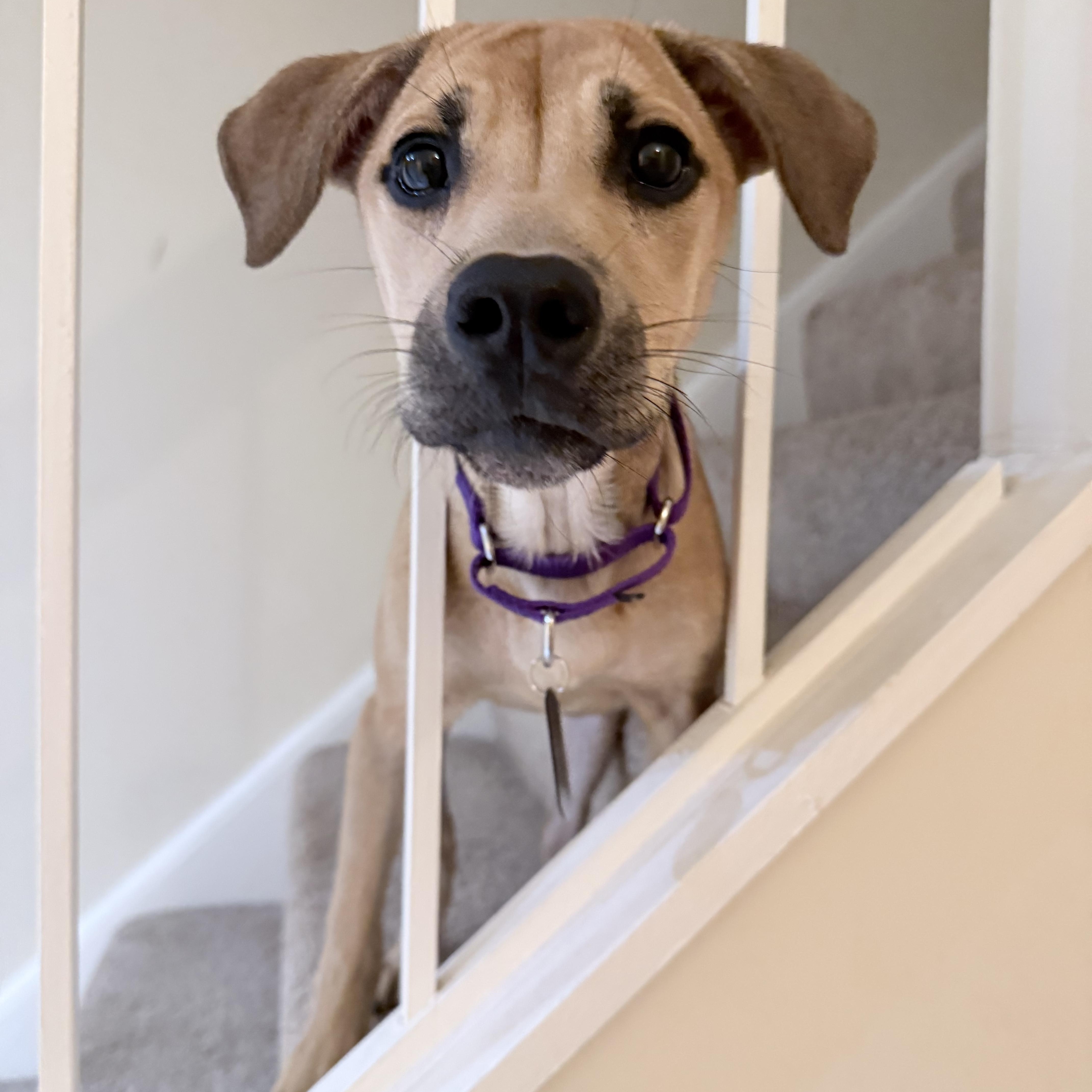 Enlarge Tink, a ADOPTABLE mixed breed in Fairfax, VA image 5/5