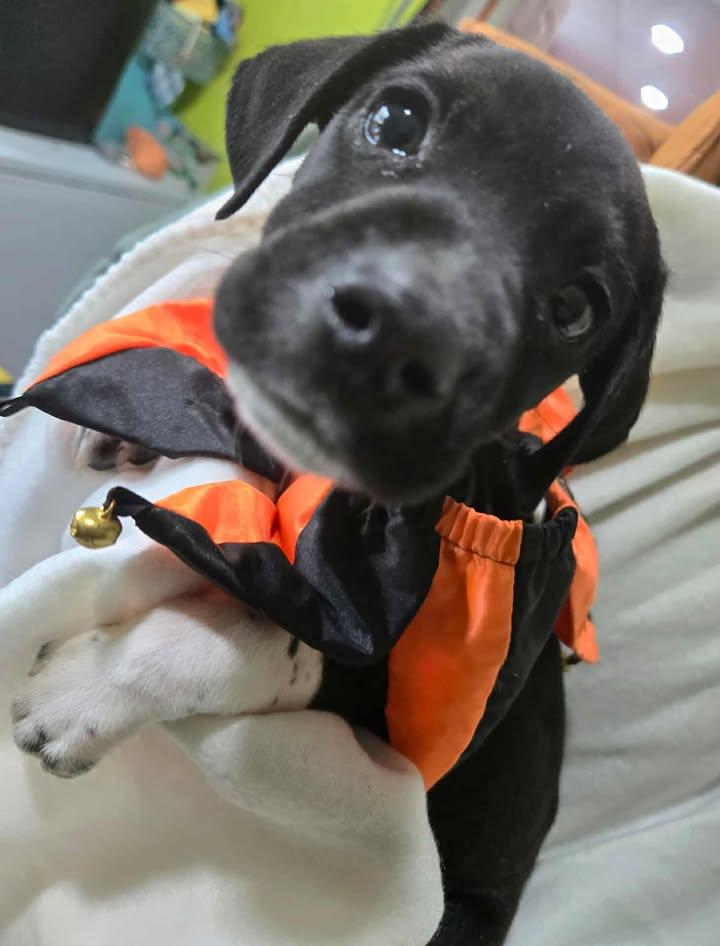 Enlarge Monroe Puppy 3, a Adoptable mixed breed in Point Pleasant, WV image 1/1