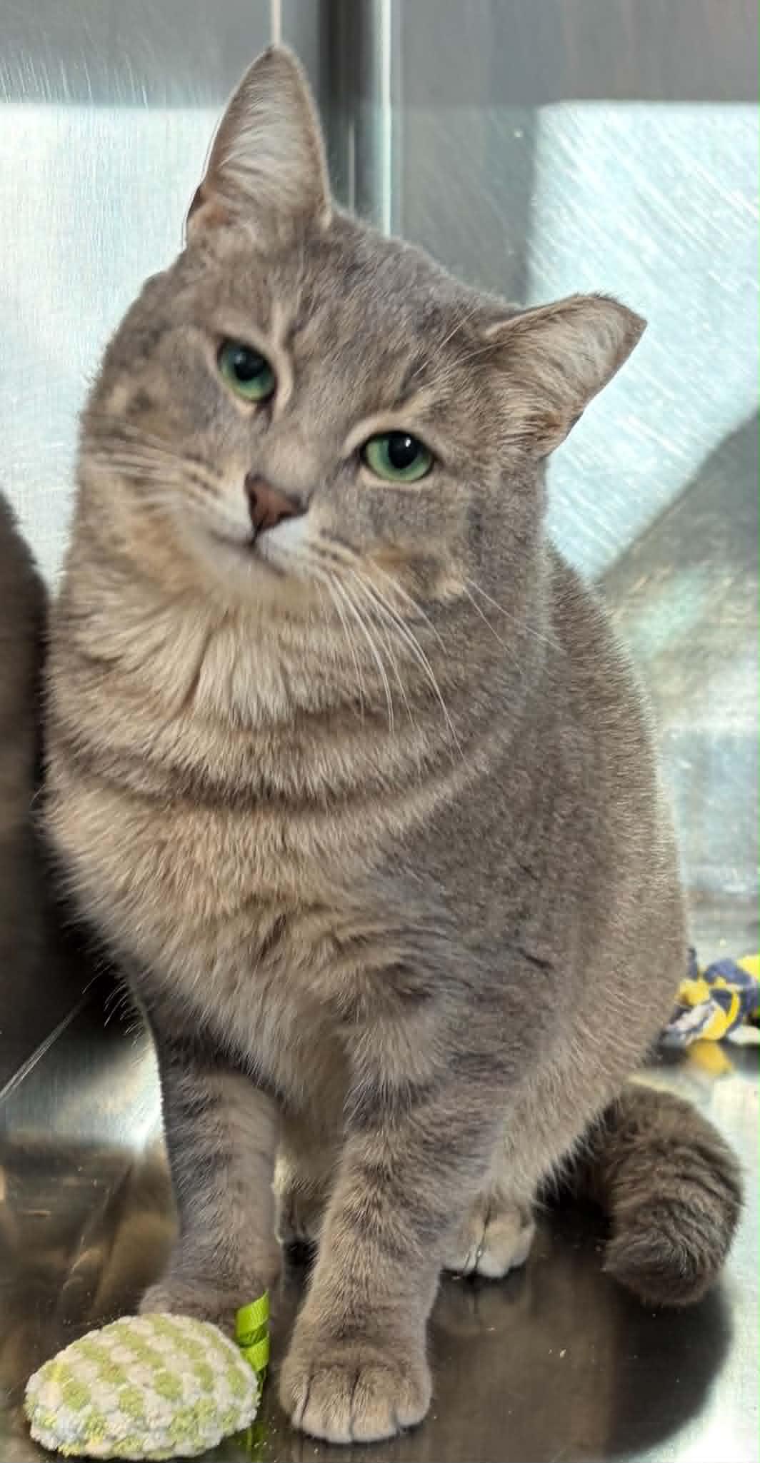 Blanche, ADOPTABLE, Adult Female Domestic Short Hair.
