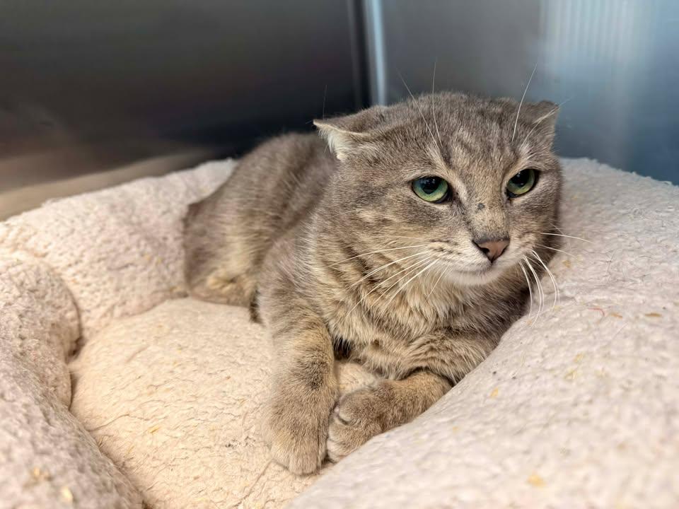 Blanche, ADOPTABLE, Adult Female Domestic Short Hair.