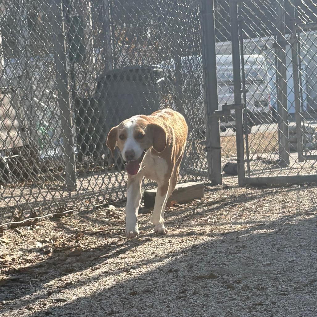 Fiona, a Adoptable mixed breed in Windsor, VA image 1/6