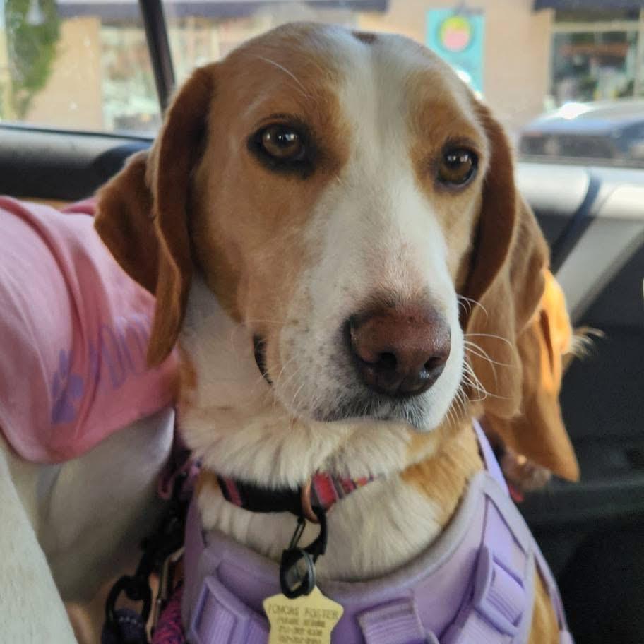 Fiona, a Adoptable mixed breed in Windsor, VA image 2/6