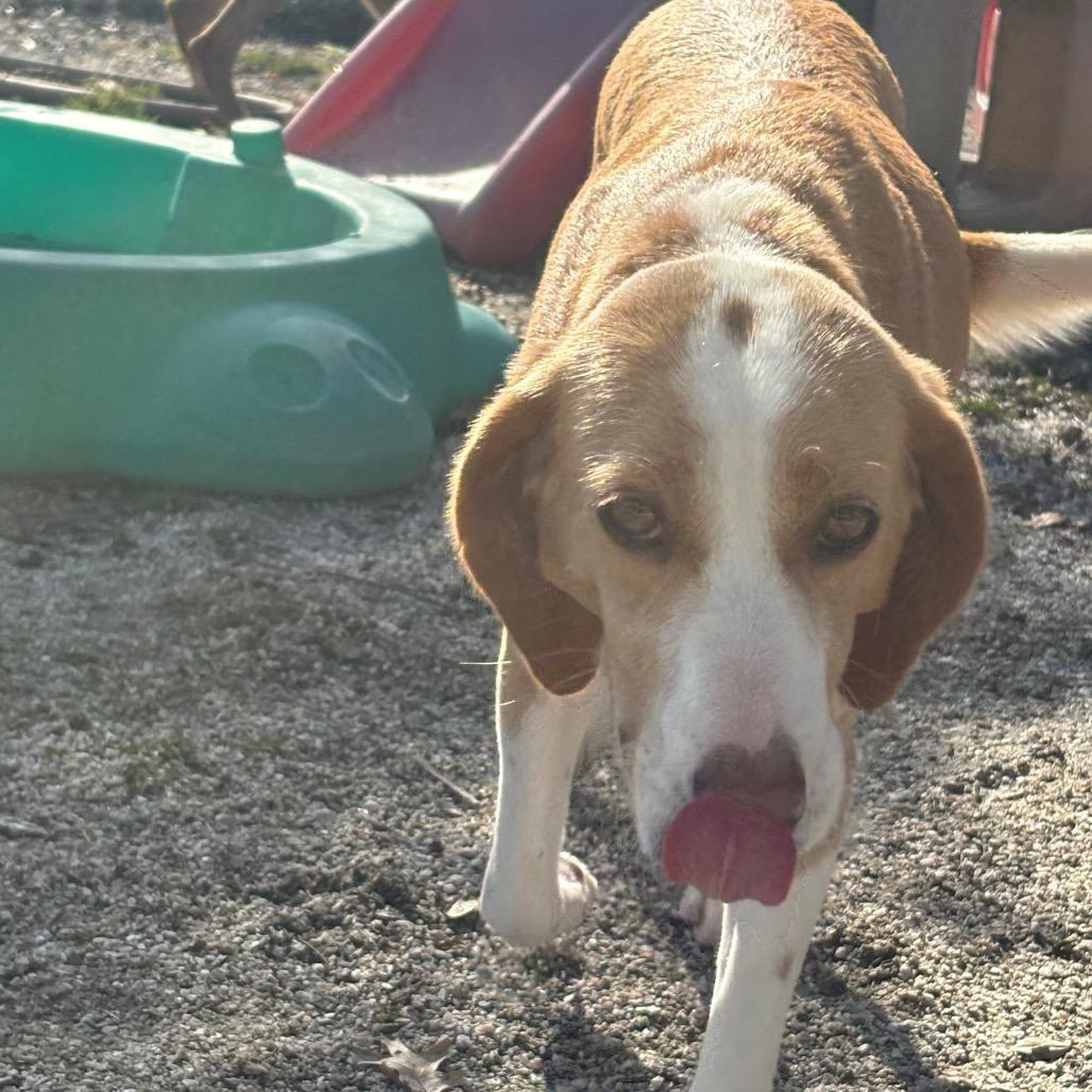 Fiona, a Adoptable mixed breed in Windsor, VA image 3/6