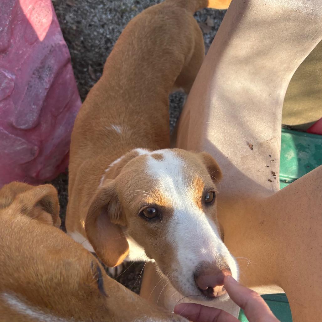 Fiona, a Adoptable mixed breed in Windsor, VA image 4/6