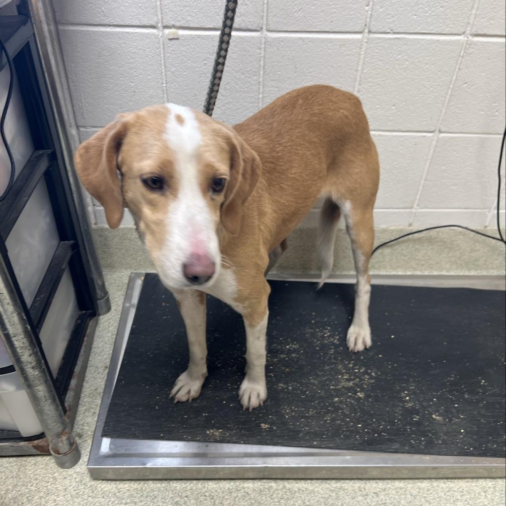 Fiona, Adoptable, Adult Female Hound & Mixed Breed.