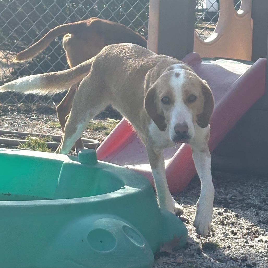 Fiona, a Adoptable mixed breed in Windsor, VA image 5/6